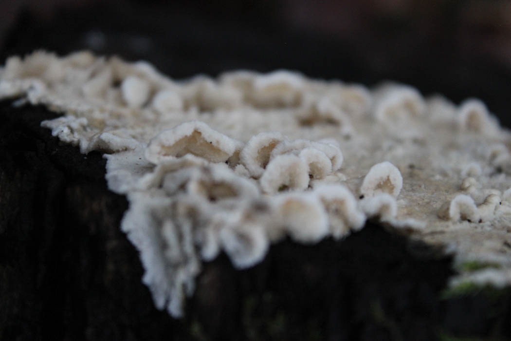 Macro of soft white glistening mushrooms